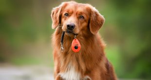 Hund hält einen Clicker im Maul