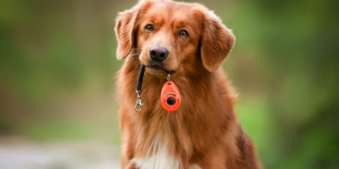 Hund hält einen Clicker im Maul