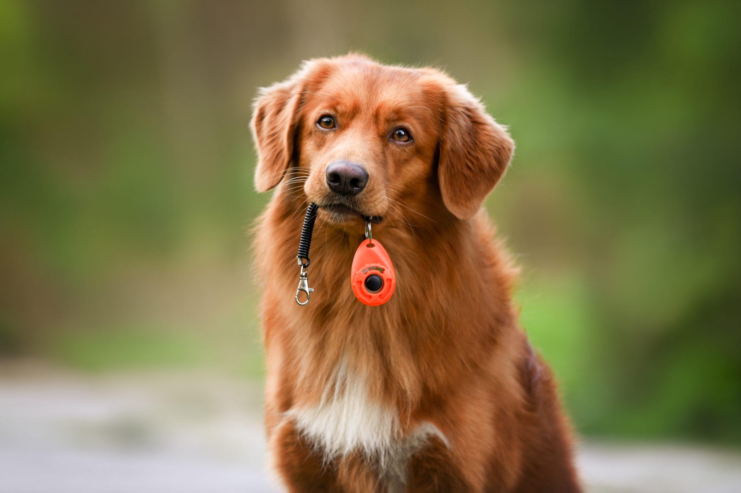 Hund hält einen Clicker im Maul