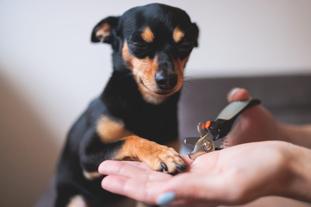 Klinem Hund werden die Krallen geschnitten