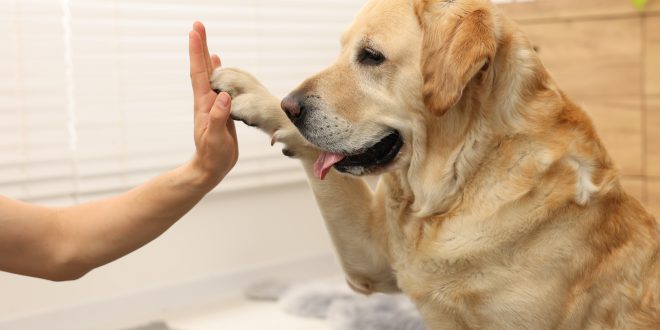 Labrador gibt Pfötchen