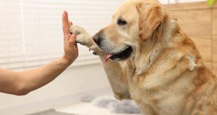 Labrador gibt Pfötchen