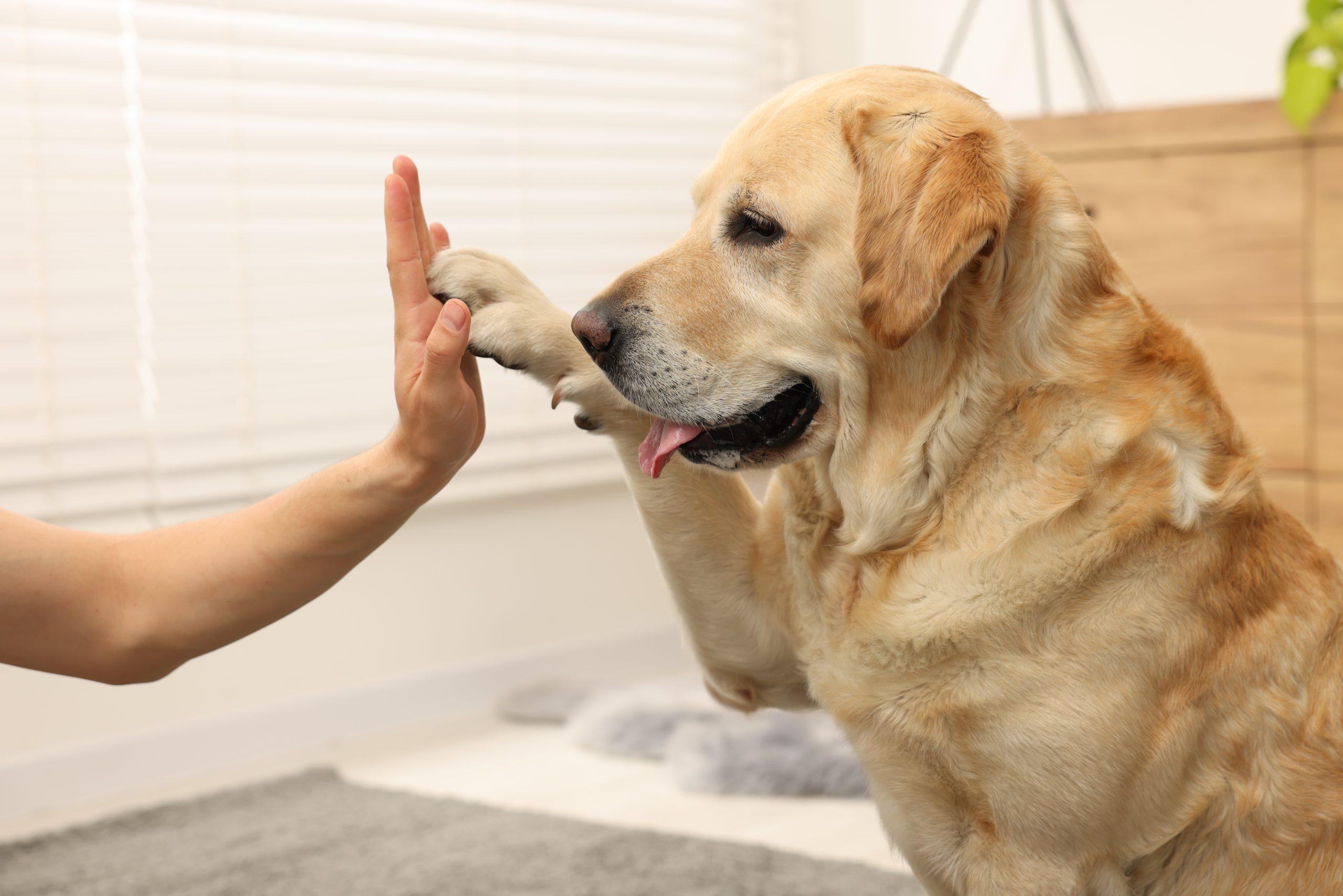 Labrador gibt Pfötchen
