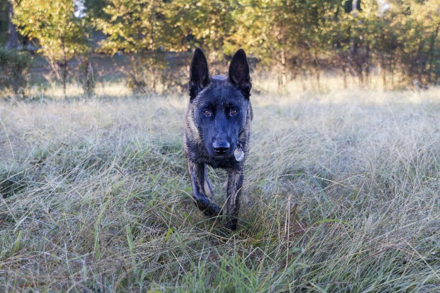 Hund läuft durchs Gras, konzentriert, vielleicht aggressiv - Körpersprache bei Hunden