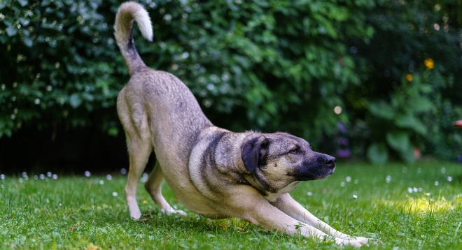 Hund macht die "Gebetsstellung" - Bauchschmerzen beim Hund