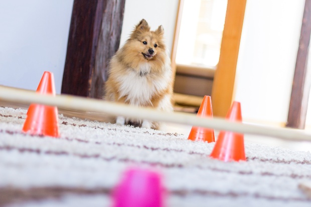 Hund steht zuhause vor einem Hindernis - den Hund zuhause beschäftigen