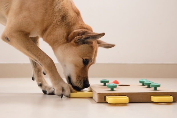 Hund puzzelt - Hund zuhause beschäftigen