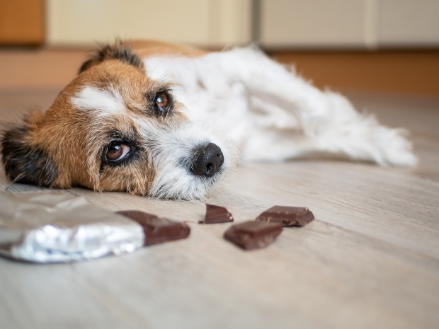 Hund liegt neben Schokolade - Bauchschmerzen beim Hund