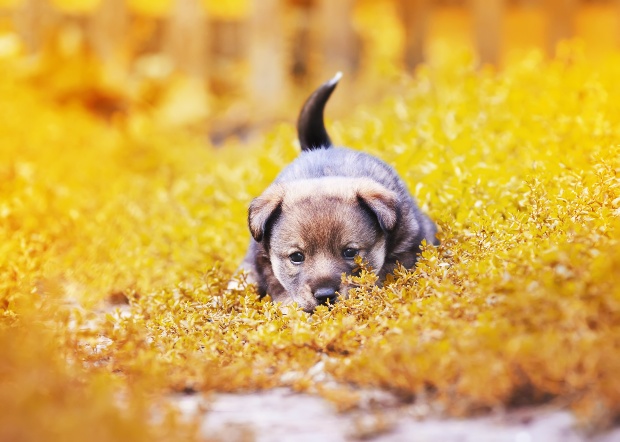 Junger Hund kauert im Laub - Körpersprache bei Hunden richtig interpretieren