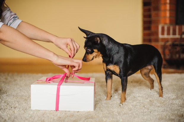 Hund schaut auf ein Geschenkbox - Hund zuhause beschäftigen