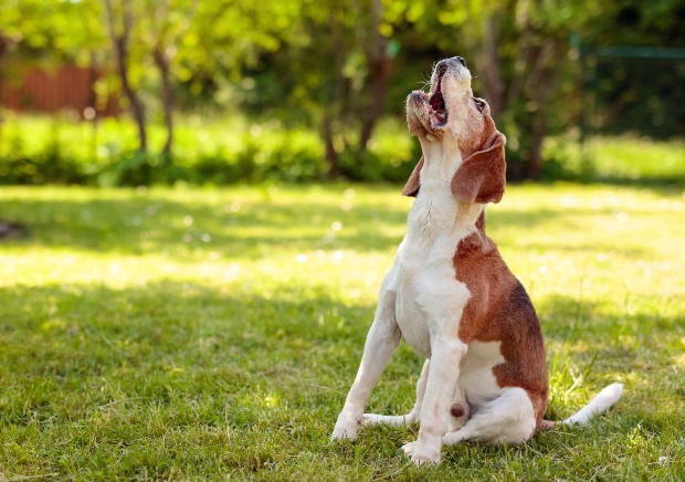 Hund bellt oder jault nach oben - Körpersprache bei Hunden