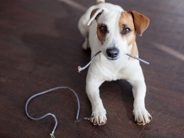 Hund knabbert auf Kabel herum 