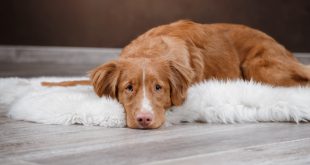 Bauchschmerzen beim Hund