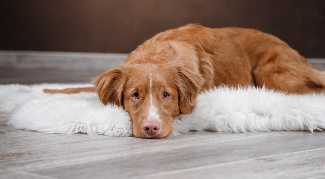 Hund-liegt-auf-Fell-traurig Bauchschmerzen beim Hund