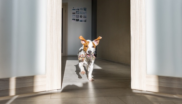 Hund rennt mit Spielzeug durch eine Wohnung