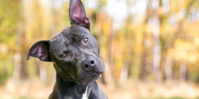 Hund neigt den Kopf - Körpersprache bei Hunden