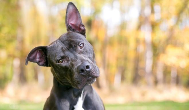 Hund neigt den Kopf - Körpersprache bei Hunden