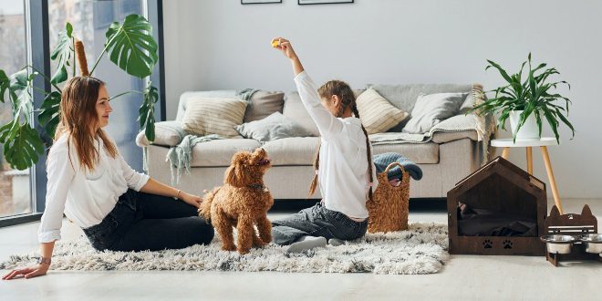 Hund zuhause beschäftigen