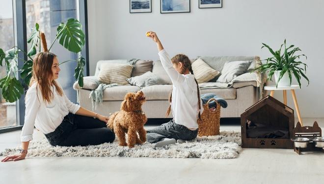 Hund zuhause beschäftigen