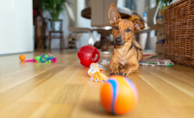 Junger Hund sitzt zuhause vor einigem Spielzeug - den Hund zuhause beschäftigen