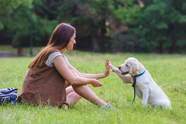 Frau trainiert Welpe im Park und gibt Pfote beim Training