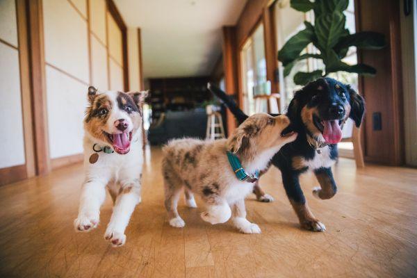 Drei Welpen spielen fröhlich im Wohnzimmer