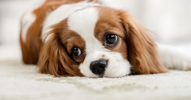 Traurig blickender Welpe - Bauchschmerzen beim Hund erkennen und behandeln