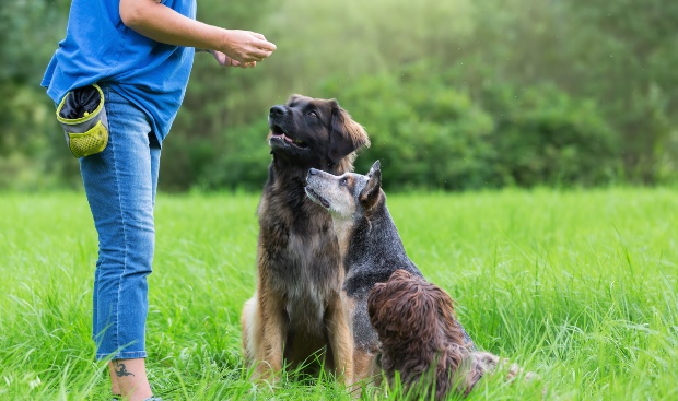 Hundetrainer gibt 2 Hunden Leckerlis - Körpersprache bei Hunden