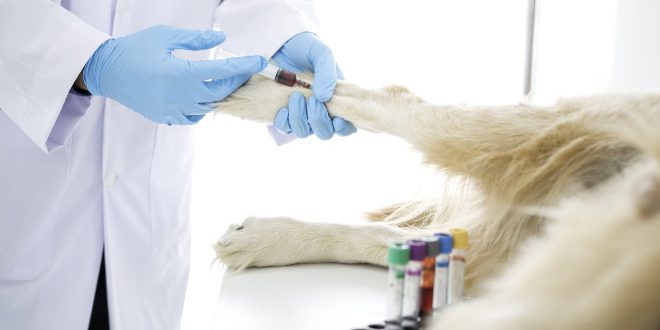 Hund wird Blut abgenommen - Diabetes beim Hund