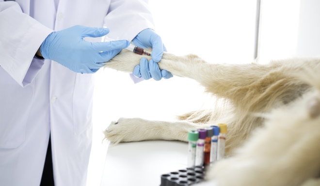 Diabetes beim Hund | Hunde-Kausnacks Magazin