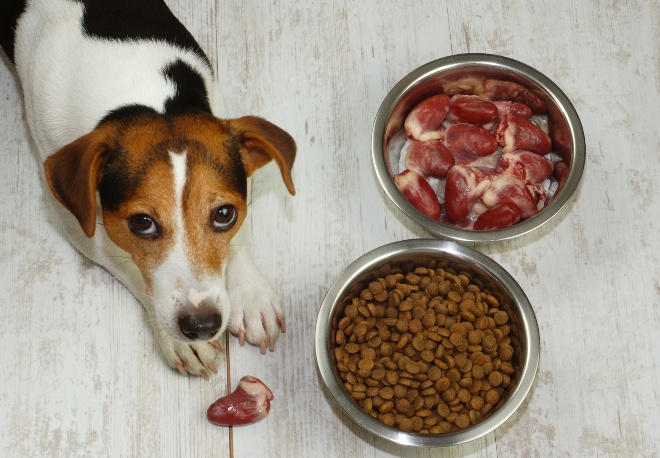 Hund sitzt vor zwei Hundenäpfen