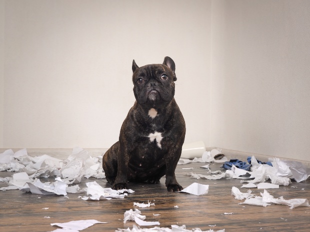 Hund hat Papier zerfetzt