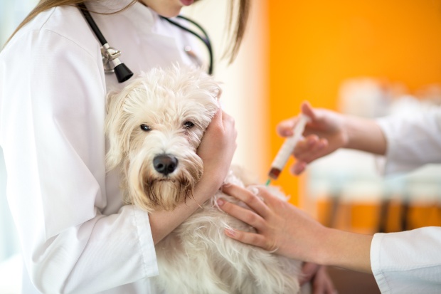 Hund bekommt beim Tierarzt eine Spritze