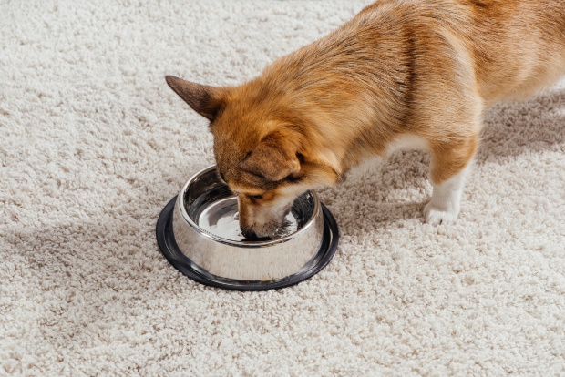 Häufiges Trinken und Urinieren könnten ein Hinweis auf Diabetes sein Hund trinkt Wasser aus Napf