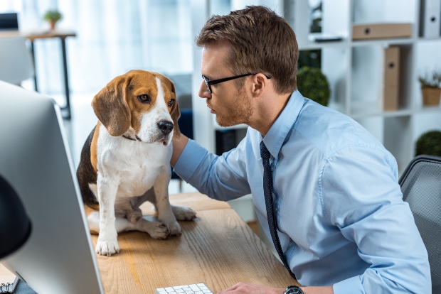 Junger Mann mit einem Hund bei der Arbeit - Dogsharing als Option für beschäftigte Menschen