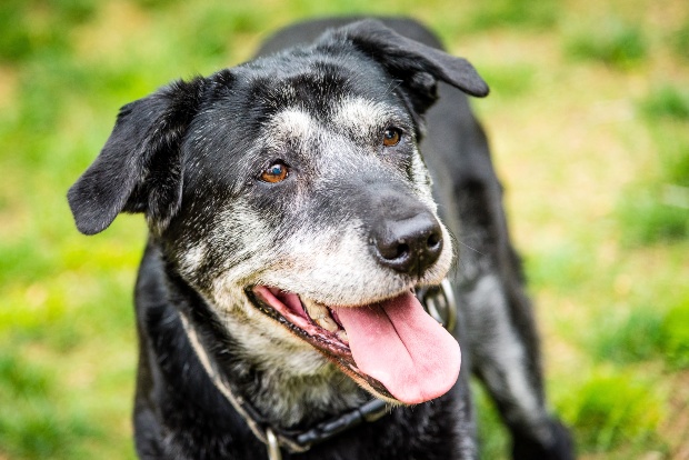 Insbesondere ältere, übergewichtige Hunde neigen zu Diabetes ältere Hund - Diabetes beim Hund erkennen und behandeln