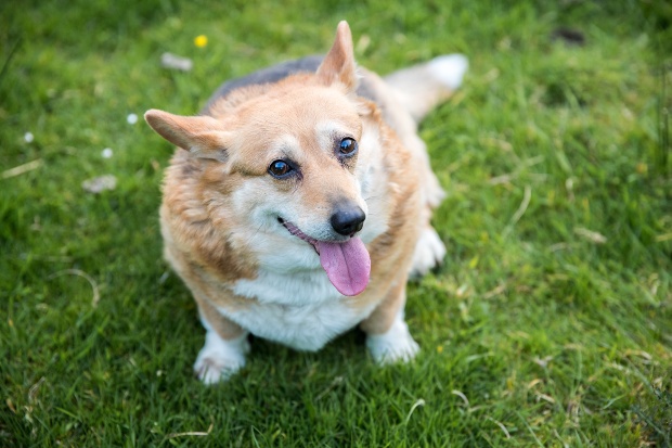 Übergewichtiger Hund sitzt im Gras