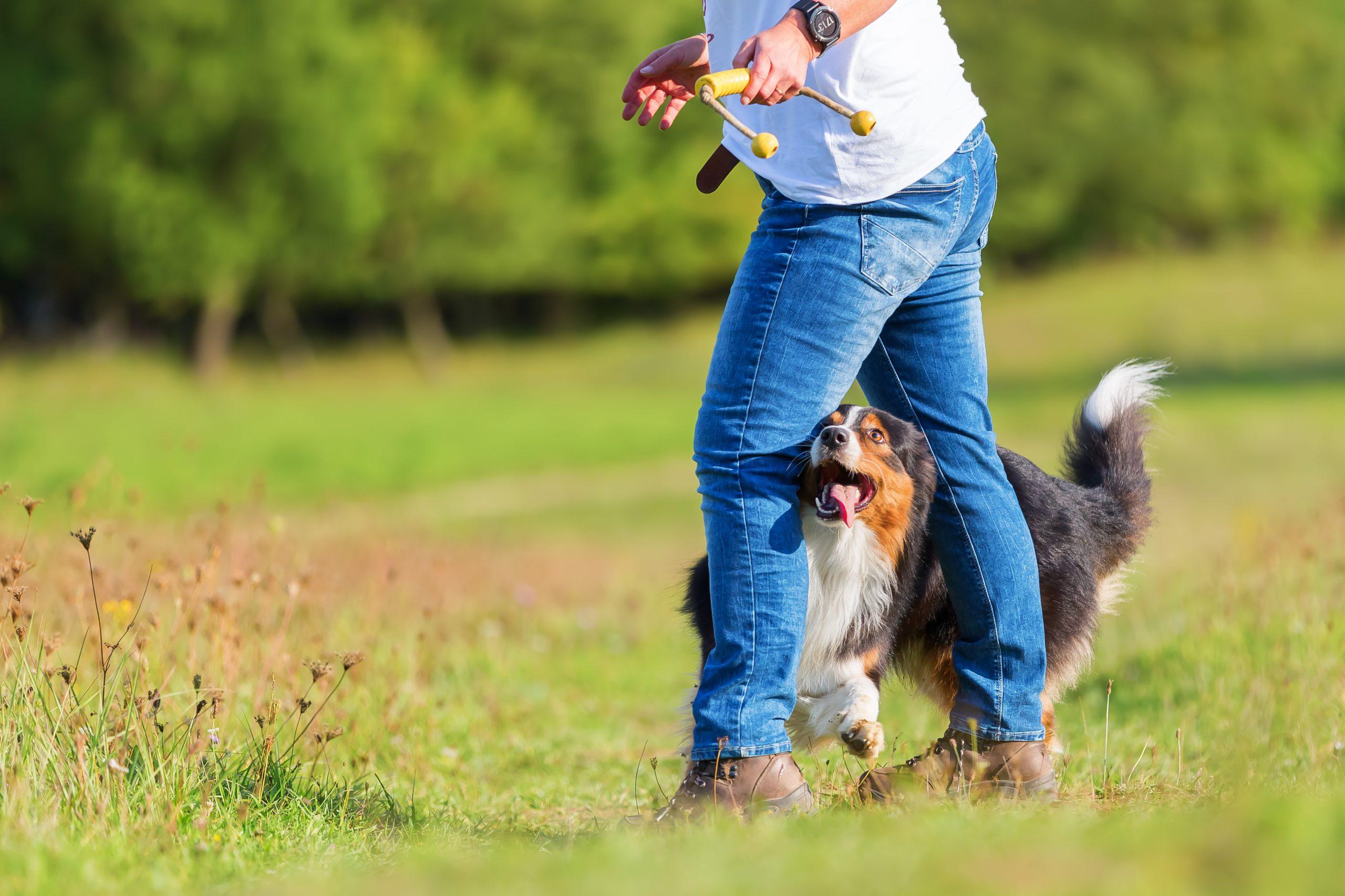 Dogdancing ist eine beliebte Hundesportart, wo sich der Hund nach einer Choreographie bewegt. Dogdancing ist eine beliebte Hundesportart, wo sich der Hund nach einer Choreographie bewegt