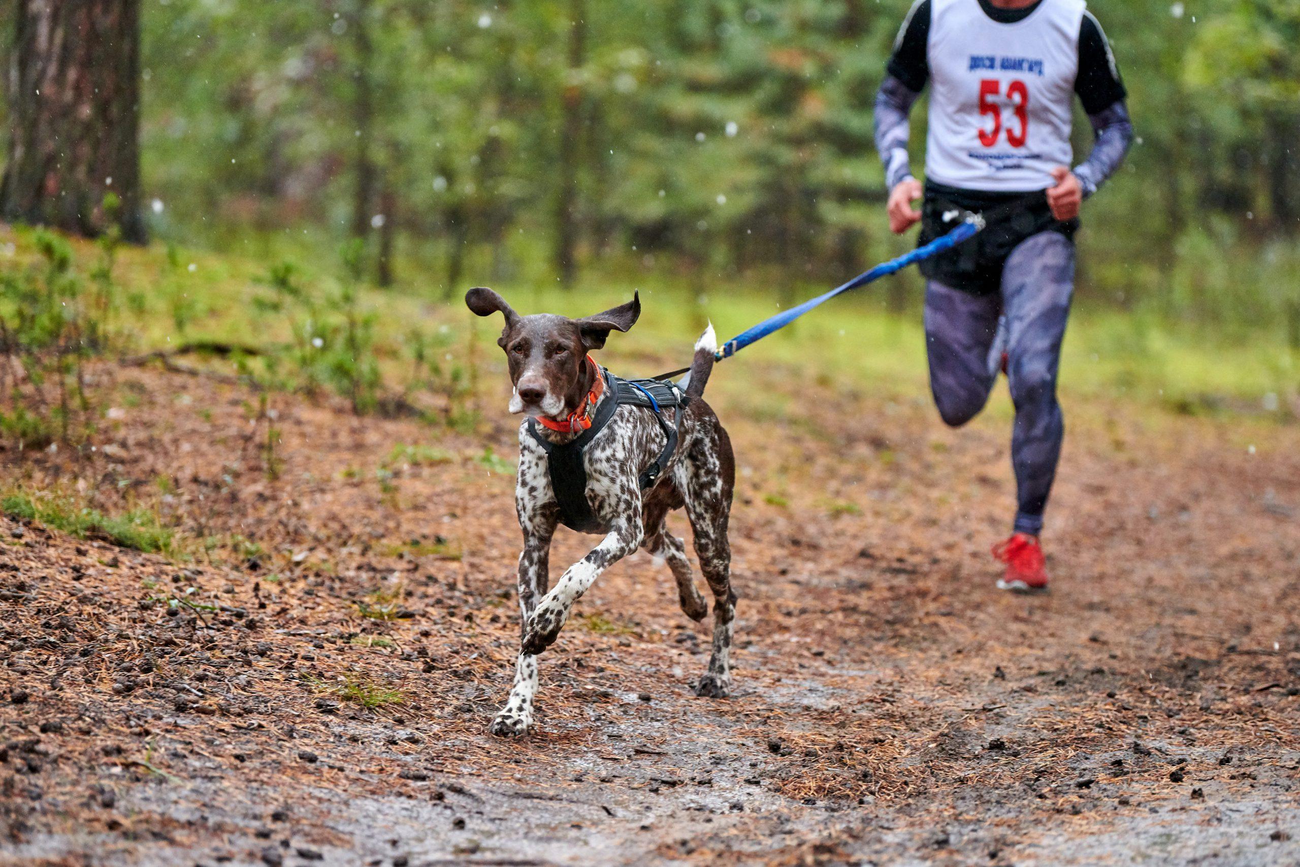 Auf geht's, ab geht's! Canicross eignet sich für ambitionierte Läufer und Läuferinnen. Canicross Lauf, der Hund ist mit eine Bauchgurt an den Läufer gebunden, beide Laufen das Rennen
