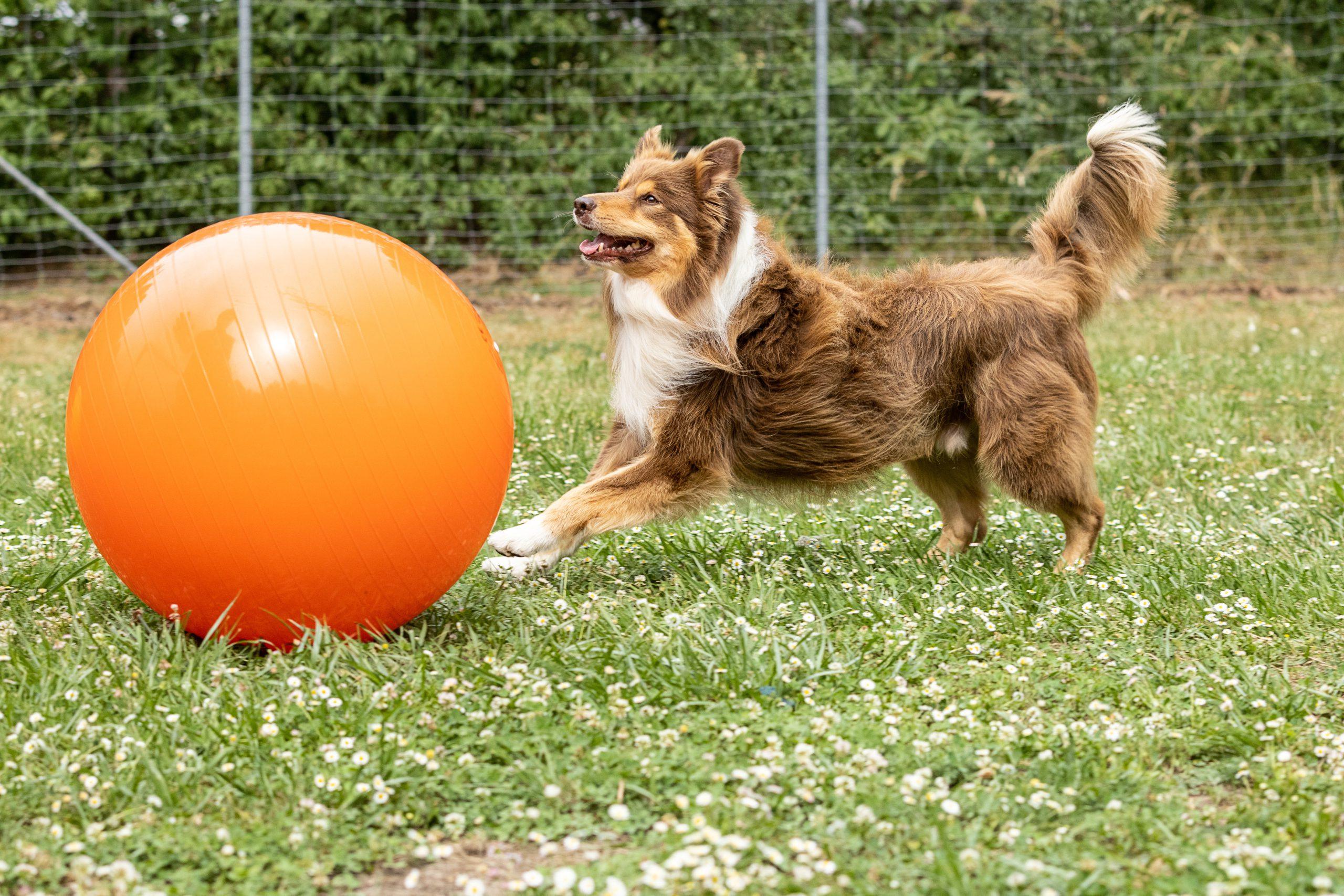 Treibball für Hunde, ein Collie trainiert mit einem orangenen Ball