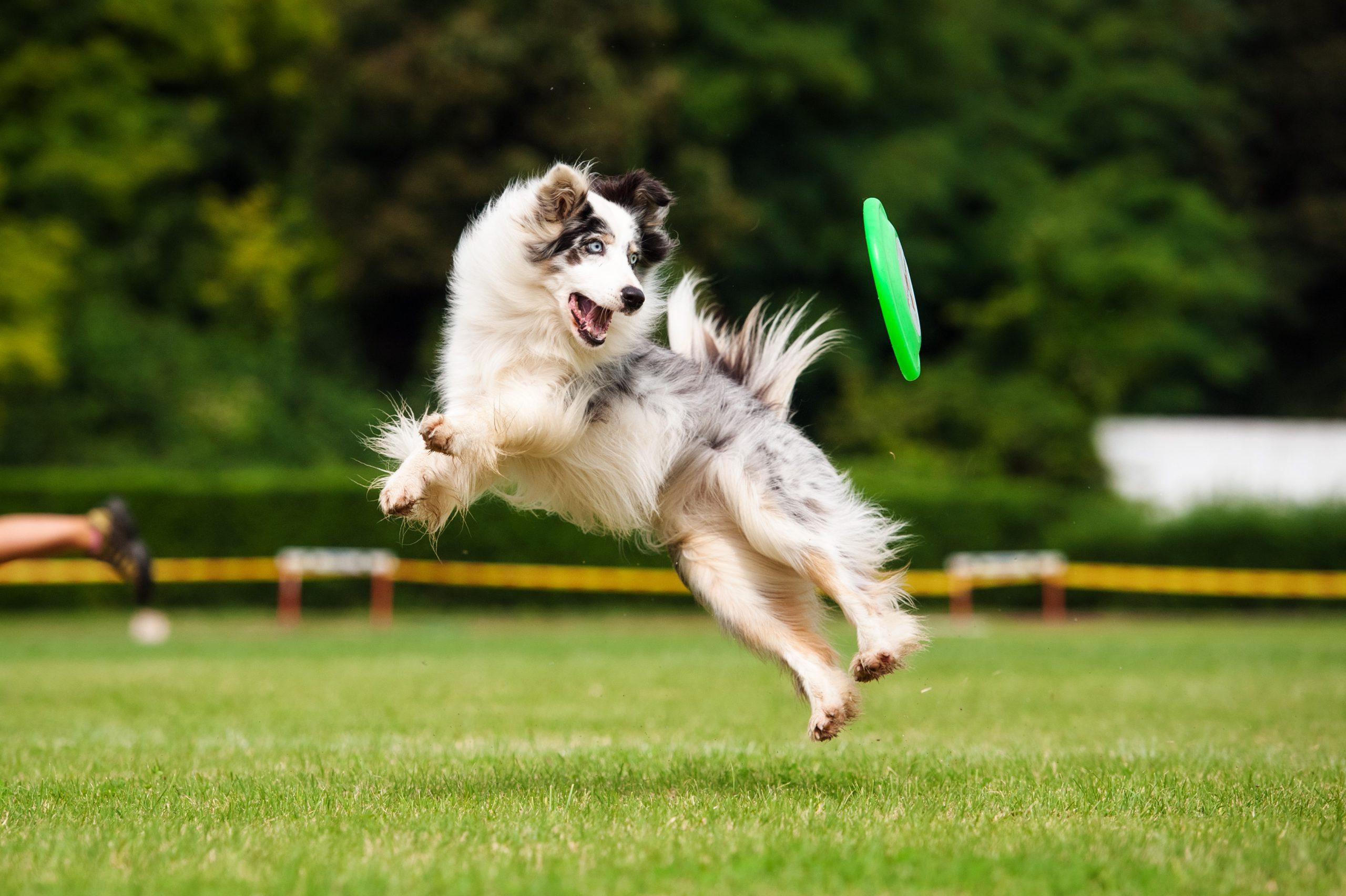 Beim Dog-Frisbee sollten sauberes Fangen und weiche Landungen langsam aufgebaut werden, damit Wirbelsäule und Gelenke nicht überlasten. Border Collie fängt beim Hundesport den Frisbee in der Luft