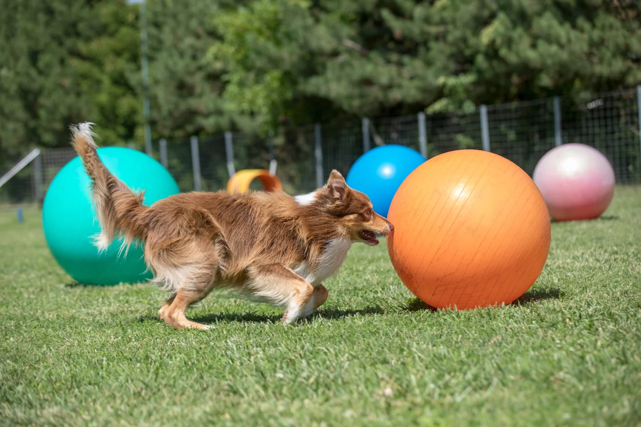 Hund beim Treibball-Training
