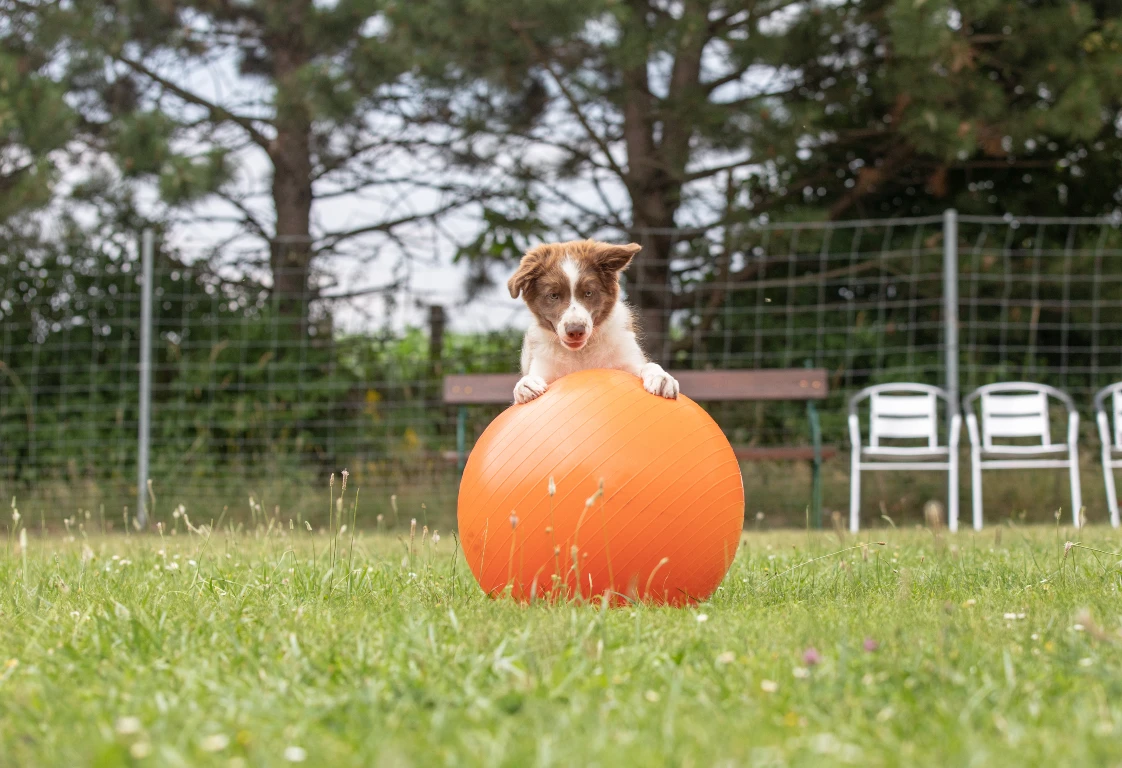 Steig Ihr Hund auf den Ball, sollten Sie eine Nummer größer wählen. Welche Ballgroesse beim Treibball
