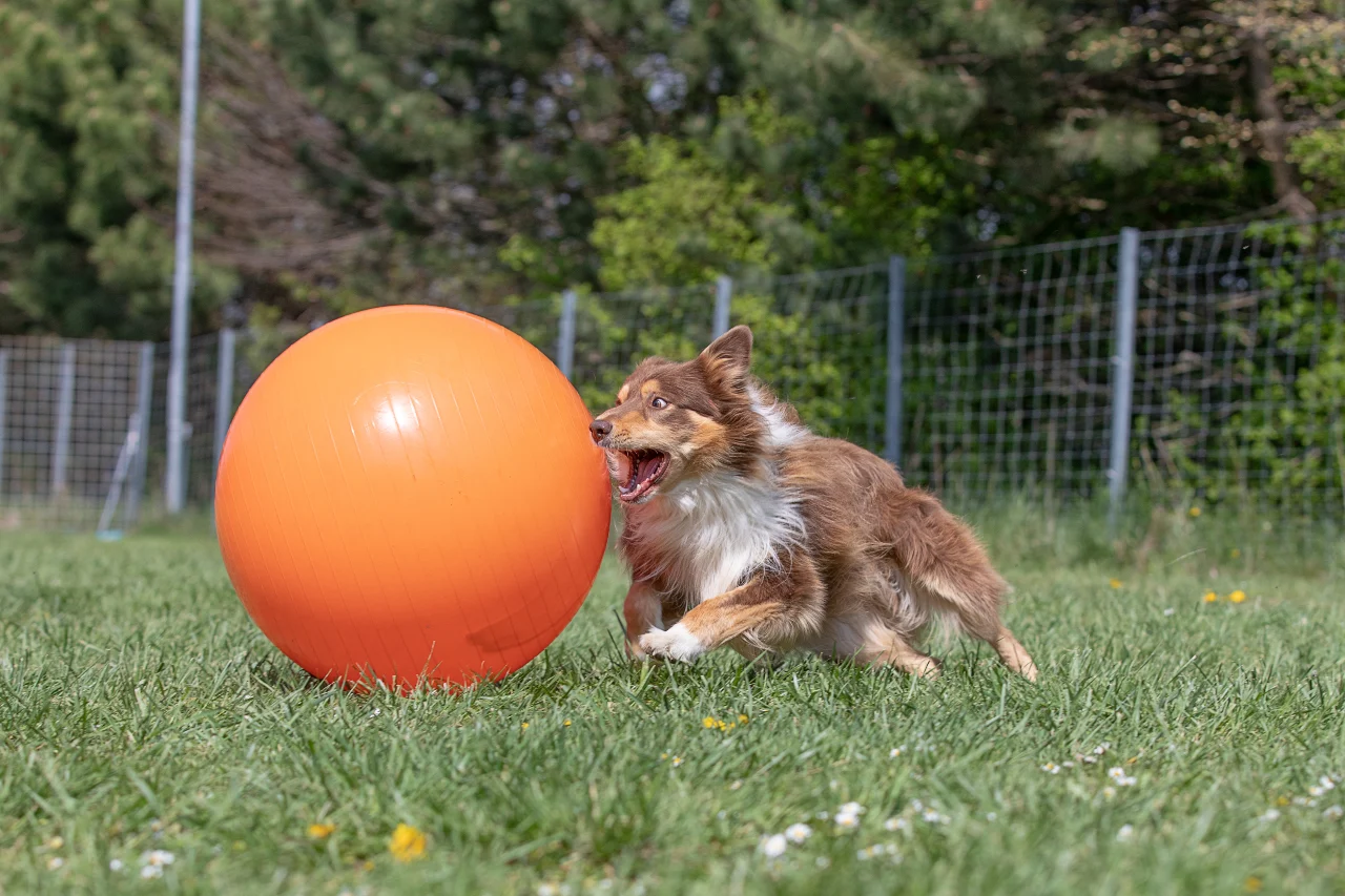Hunderassen wie Border Collies oder Shelties fühlen sich beim Treibball wohl. Welcher Hund eignet sich fuer Treibball