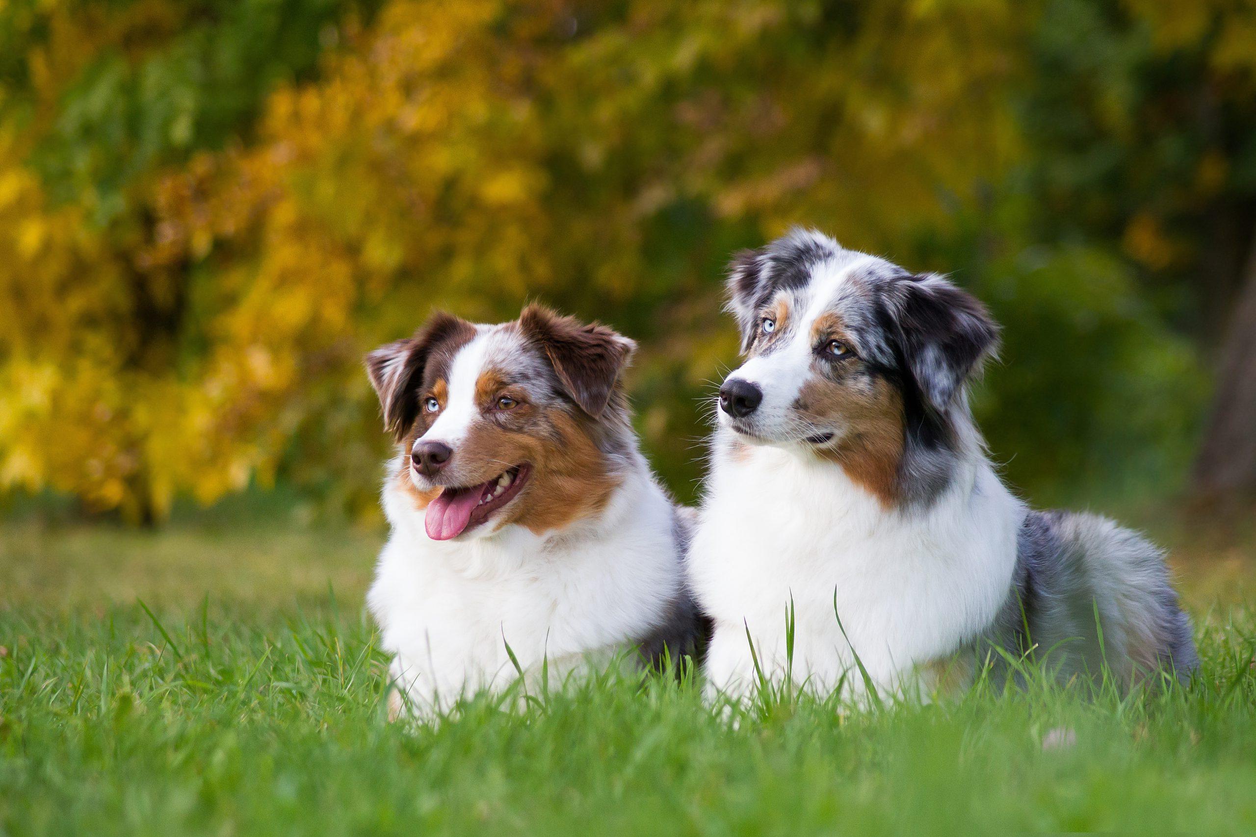 Die bekanntesten Rassehunde der Welt