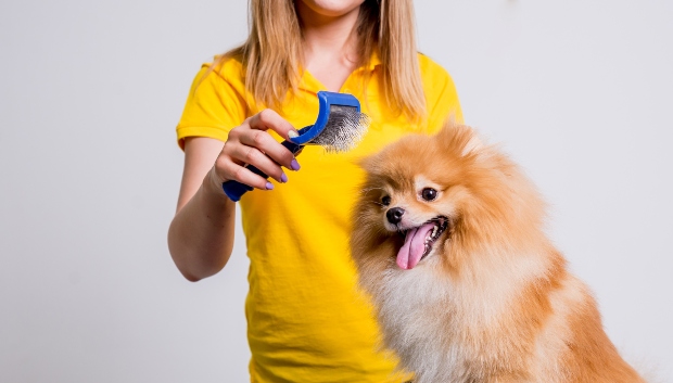 Frau bürstet Hund + für einen sauberen haushalt mit Hund