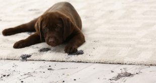 Hund hinterlässt Dreckspuren im Haus - sauberen Haushalt mit Hund organisieren