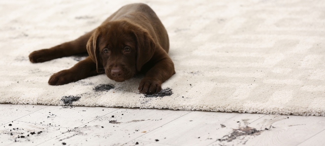 Hund hinterlässt Dreckspuren im Haus - sauberen Haushalt mit Hund organisieren