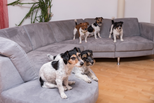 Junge Hunde stehen auf großer Couch