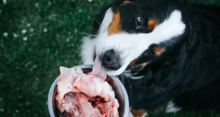 Hund frisst fettes Fleischstück aus dem Futternapf
